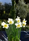 Daffodils Granada Maureen